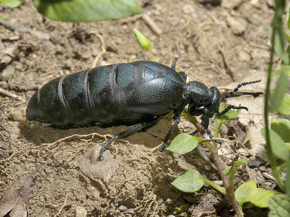 Meloe violaceus o proscarabeus?